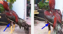 Gambar Ayam Bangkok Geger Karang Situs 2017 Suro Dukun