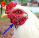 Gambar Ayam Petarung Kinantan Putih Asli