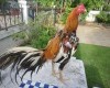 Ayam Bangkok Aduan Sesuai Warna Bulu
