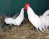Ciri Fisik Ayam Kedu,Buras Kualitas Unggul