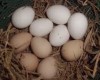 Jual Beli Telur Ayam Cemani Paling Murah