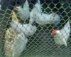 What You Need to Know About Plastic Mesh Poultry Netting