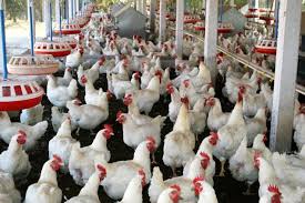 Definition Of Poultry Husbandry