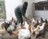 Organic Chicken Farming Profitable