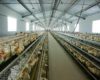 Poultry Farming Business Plan For Beginners