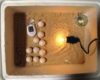 Suhu Pas Untuk Mesin Penetas Telur