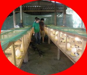 11 Bentuk Kandang Ayam Bangkok Ternak Umbaran