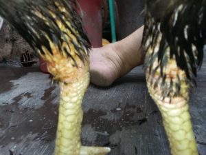 Mengatasi Penyakit Bronkitis,Turun Urat Ayam Patarung Bangkok