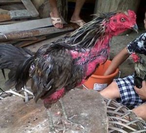 Merawat Ayam Bangkok Setelah Siap Bertarung