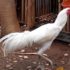 5 Mitos Ayam Bangkok Putih (Kinantan) Dalam Laga Tanding