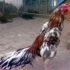 Gambar Ayam Bangkok Termahal Harga Hingga 250 Juta Rupiah