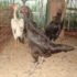 8 Ciri Ayam Bangkok Betina Yang Baik Untuk Induk Babon Cetak