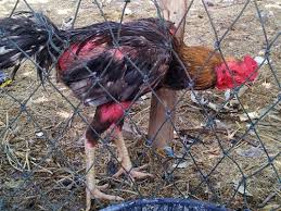 Merawat Dan Mengatasi Ayam Bangkok Ganti Bulu|Mabung