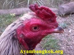 Keunggulan Ayam Bangkok kepala pinang