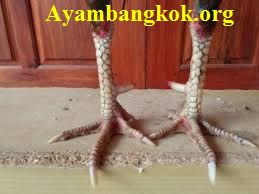 Katuranggan bentuk sisik kaki ayam bangkok