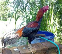 10 Ciri Ayam Bangkok Asli Dan Selalu Menang Bertarung