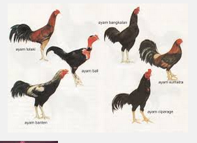 6 Jenis Ayam Petarung Hebat Selain Ayam Bangkok