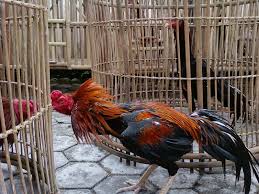 Cara Melatih Mental Tempur Ayam Bangkok