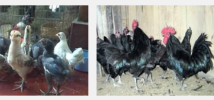 Harga Ayam Pelung Dari Bibit Hingga Dewasa