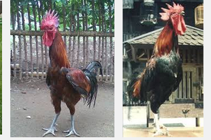 Ciri Fisik Dan Cara Budidaya Ayam Pelung