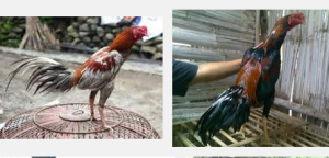 Ayam Aduan Pakhoe Ciri Dan Teknik Bertarungnya
