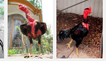  Gambar  Amazing Ayam  Jenis Ganoi Berasal Negara Vietnam 