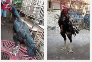 Bagaimana Memilih Calon Indukan Ayam Bangkok Ternak