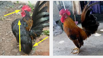 Perbedaan Ciri Fisik Ayam Serama Dengan Ayam Katai