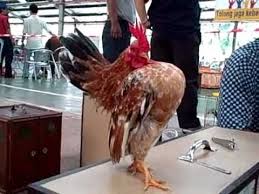 Apa saja Penilaian Ayam Serama Dalam Kontes