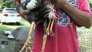 Bentuk Ciri Kaki Ayam Bangkok Pukul Mati
