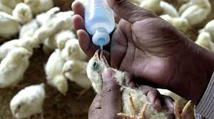 Manfaat Vaksin Pada Anakan Ayam Bangkok