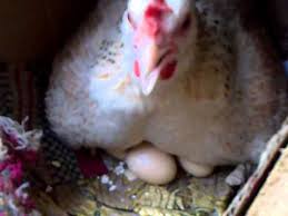 Cara Mudah Menetaskan Telur Ayam Serama