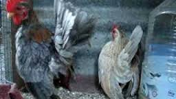 Cara Mengawinkan Ayam Serama Mantan Kontes