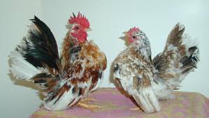 Memilih Induk Ayam Serama Unggulan Kualitas Kontes