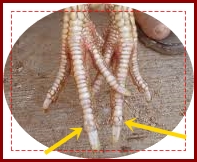 Gambar sisik kaki Ayam Bangkok Tanjung Karang