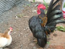 Cara Beternak Ayam Serama Berkualitas Kontes