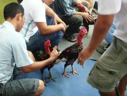 Jual Beli Ayam Bangkok Online Omset Puluhan Juta