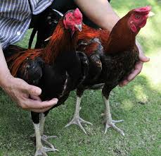 Pengobatan Ayam Bangkok Ngorok Paling Cepat