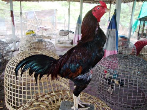 Keunggulan Ayam Birma Dalam Arena Laga