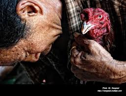 Melatih Pukulan Ayam Bangkok Menjadi Akurat