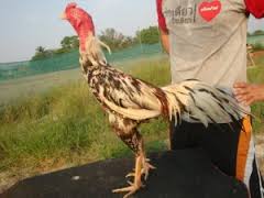 Jenis Suplemen Khusus Ayam Bangkok