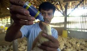 Kasiat Vaksin Bagi Anakan Ayam Bangkok