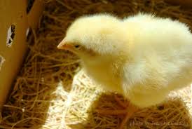 Merawat Dock Anak Ayam Umur 0-1 Bulan