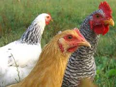 Modal Utama Usaha Ternak Ayam Petelur