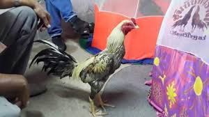Ciri Ayam Bangkok Aduan Bagus Saat Berlaga