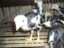 Memisahkan Dan Merawat Anakan Ayam Bangkok