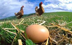 Cara Mencegah Ayam Petelur Mengeram