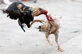 5 Kelebihan Ayam Vietnam Saat Bertarung