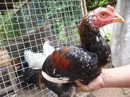 Supaya Anak Ayam Bangkok Cepat Besar