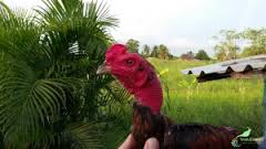 Ciri Fisik Ayam Saigon Vietnam Asli